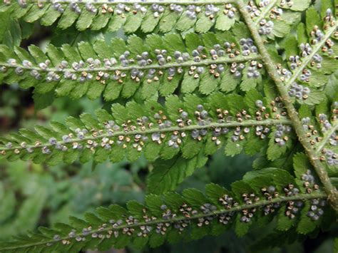 Dryopteris filix-mas (Dryopteridaceae) image 54443 at PhytoImages.siu.edu