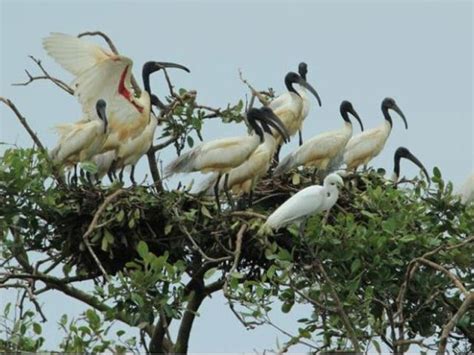 Odisha: Migratory Birds Start Arriving In Bhitarkanika National Park - odishabytes