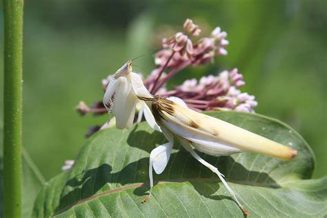 Hymenopus coronatus mature female | Rutgers Entomology | Flickr