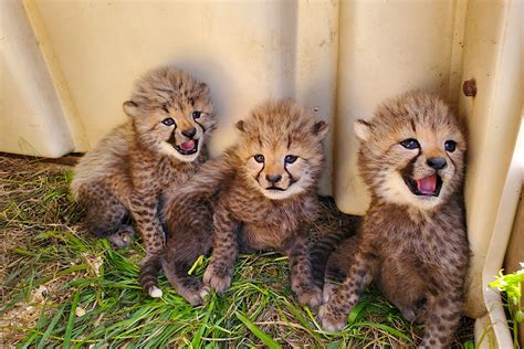 Four adorable cheetah cubs have just been named by the public