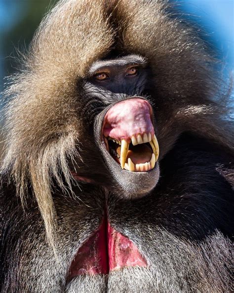 Male Gelada Baboon giving a threat display. : r/natureismetal