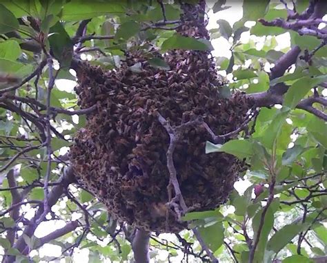 Bee Swarm Removal - Westlake Apiaries