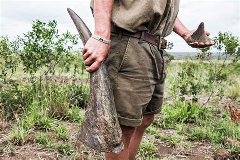 White Rhino Horns Photograph by Peter Chadwick/science Photo Library ...