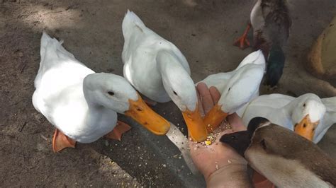 Hand feeding Pekin Ducks - YouTube