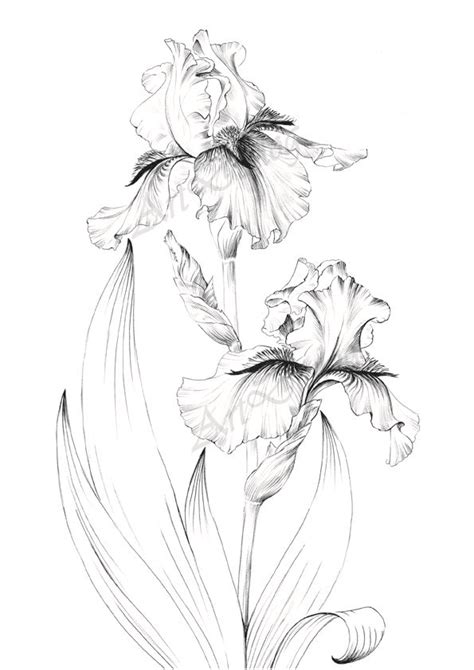 Iris Drawing, Flower Art Drawing, Floral Drawing, Plant Drawing, Floral Art, Pencil Drawings Of ...