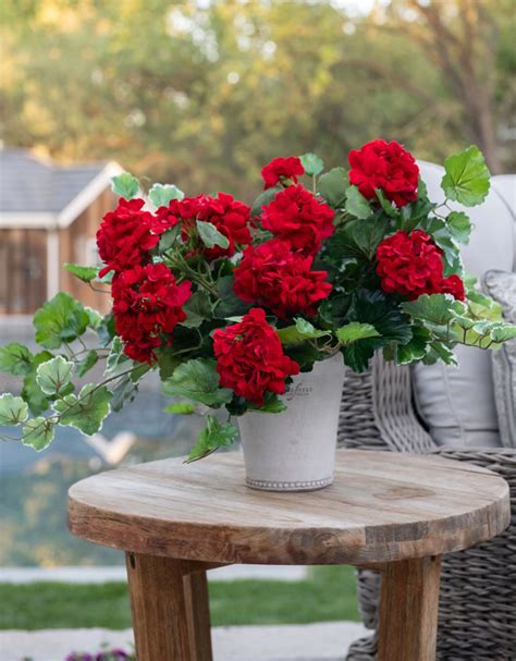 "RED OR WHITE GERANIUMS (18\"H) One bush has about 5 blooms. In the photos, there are 3 geranium ...