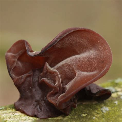 Auricularia Auricula-Judae: Benefits & Identification of Wood Ear Mushroom