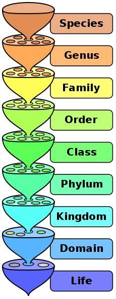 Biological Classification