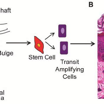 (PDF) Epithelialization in Wound Healing: A Comprehensive Review