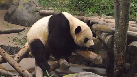 Panda, Toronto Zoo | Toronto zoo, Animal photography, Panda bear