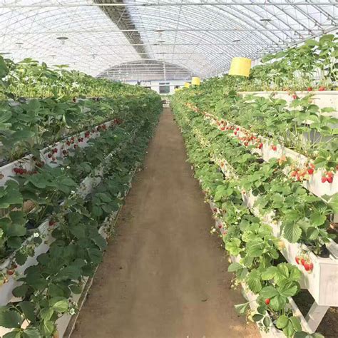 High Production Yield Greenhouse a Frame Strawberry Hydroponics System - China PVC Gutter and ...