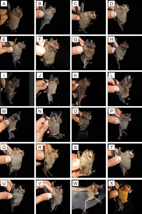 Species richness, geographical affinities and activity patterns of ...