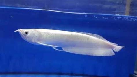 Platinum Asian Arowana Fish at 29000000.00 INR in Panvel | Dssna Safranova