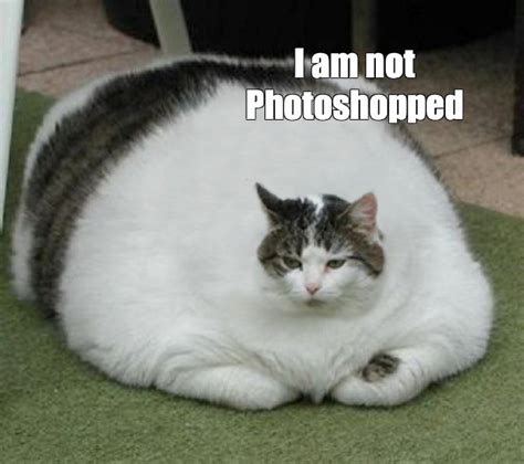 Create meme "the fat cat, the fattest cat in the world, fat cat" - Pictures - Meme-arsenal.com