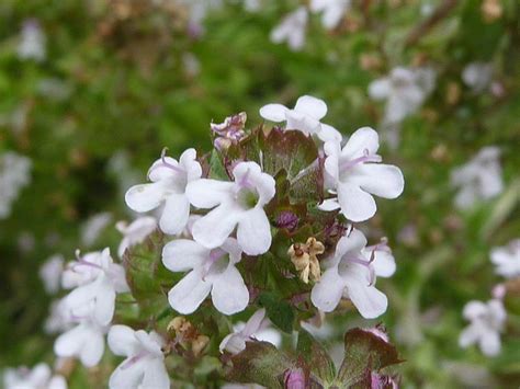 Echter Thymian Thymus vulgaris Beschreibung Steckbrief Systematik