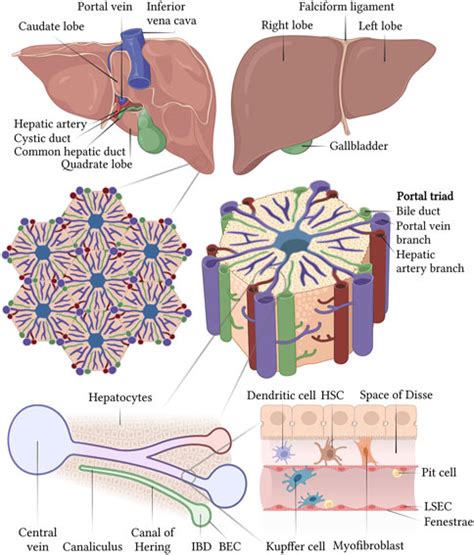 Frontiers | “iPSC-derived liver organoids and inherited bleeding ...