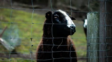 Sheep Fencing: Definitive Guide - SheepCaretaker