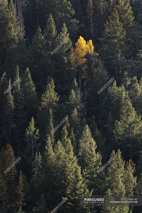 Yellow tree among pine trees — calm, contrasts - Stock Photo | #171496140