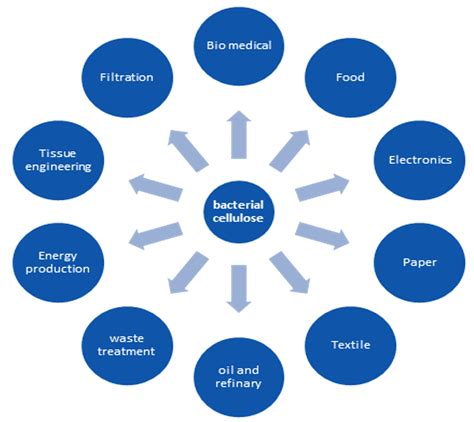 Production of Bacterial Cellulose from Acetobacter Species and Its Applications – A Review ...