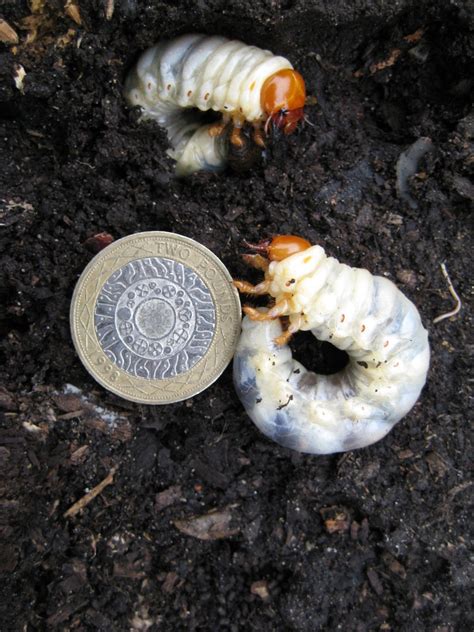 Stag beetle larvae by Peter Cox - People's Trust for Endangered Species