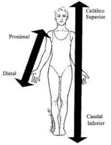 Inferior/caudal: se refiere a los miembros de las piernas. Proximal/distal: proximal se refiere ...