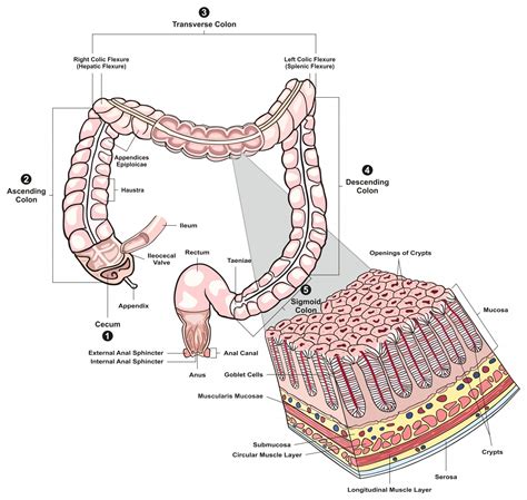 Colon | Structure of the Colon | Learn Surgery Online