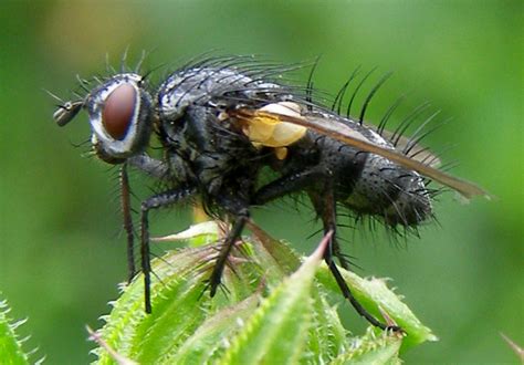 File:Diptera-Tachinidae-Pelatachina-tibialis-201206190008.JPG ...