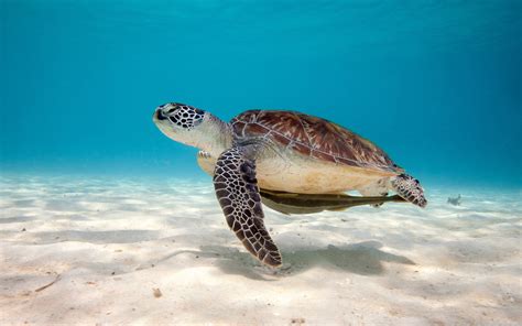 Cute Turtle Wallpaper (59+ images)