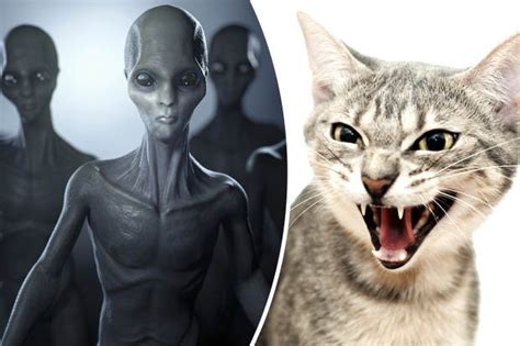 Bizarre theory blames ALIENS for spate of cat killings across the UK | Daily Star