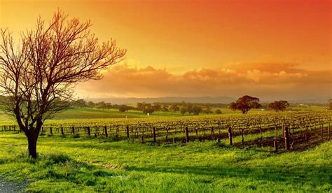 Beautiful Vineyards Landscape Photography - Photography Inspirations Source