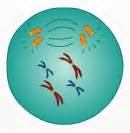 Quia - Mitosis, Cell Cycle, Binary Fission, DNA Structure, DNA Replication