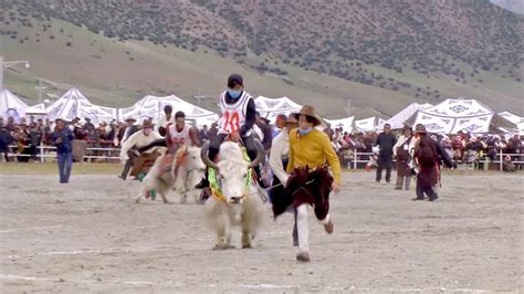 Tibet Yak Racing - YouTube