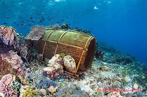 Alor: Indonesia's Secret Gem|Underwater Photography Guide