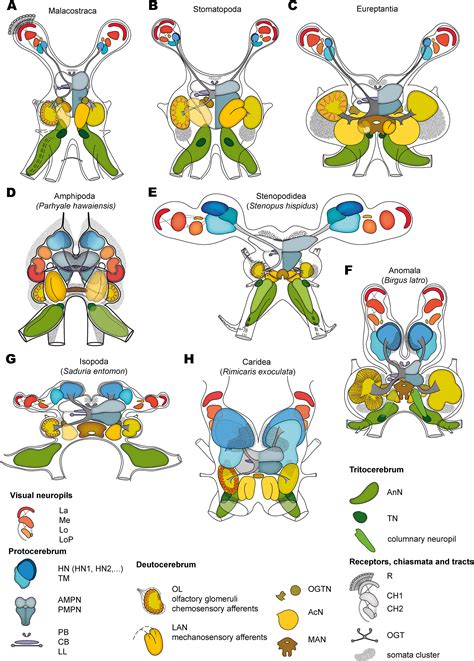 Exploring brain diversity in crustaceans: sensory systems of deep vent shrimps