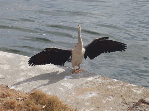 darter bird, perth, australia | Bird, Animals, Australia