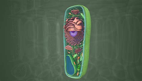 Plant Cell Wall Background Images, HD Pictures and Wallpaper For Free ...