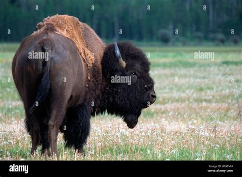 American Buffalo (Bison bison), Yellowstone National Park, Wyoming, USA ...