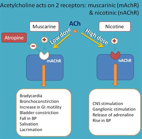 Cholinergic agonists - Introduction