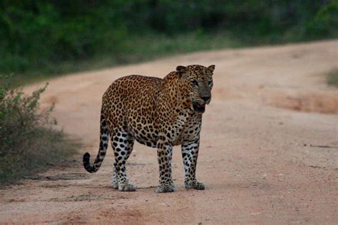 Safari Tours in Sri Lanka - Ceylon Classic Tours