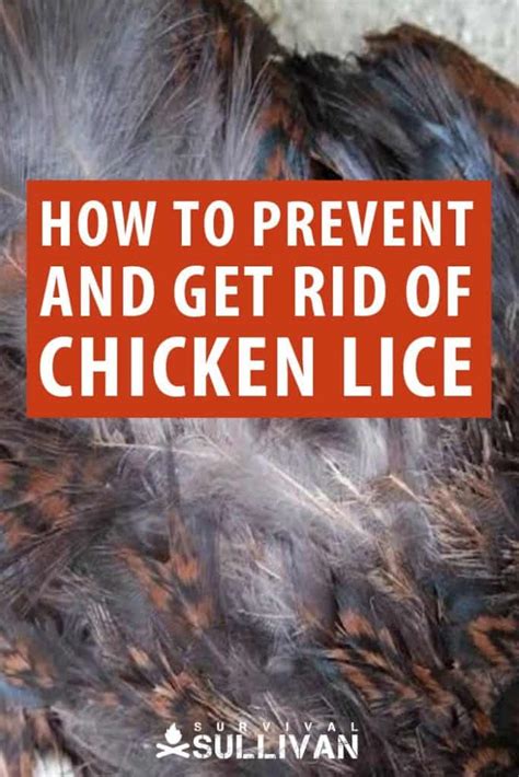 Prevent and Get Rid of Chicken Lice WITHOUT Chemicals