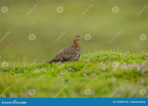 Red Grouse Facing Right in Natural Moorland Habitat Stock Photo - Image ...