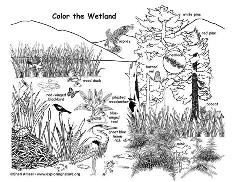 Animal habitats, Coloring pages, Wetland