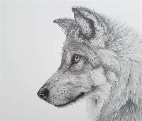 Detailed Black and White Wildlife Drawings | Pencil drawings of animals, Realistic animal ...