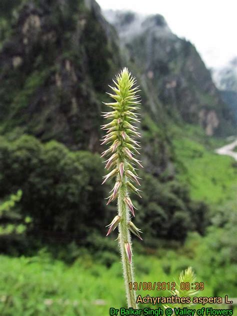 ACHYRANTHES ASPERA prickly chaff flower medicinal herb garden plant 100 seeds Garden & Patio ...