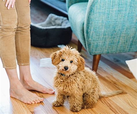 Mini Goldendoodle Puppies | Breeder – MiniGoldenDoodlePuppies.ca