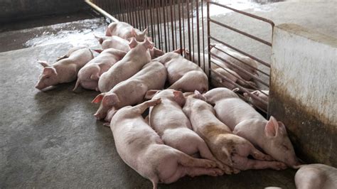 African swine fever vaccine use halted in Vietnam after pig deaths | Fox News