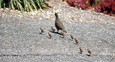 The First Few Weeks For Baby Quails: How They Grow