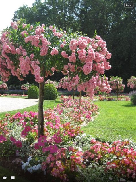 Удивительный мир | Rose trees, Dream garden, Beautiful gardens