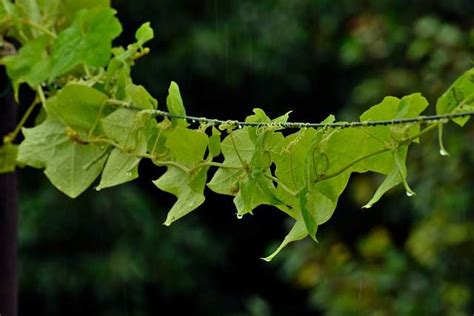 Ridge gourd benefits - Herbs Science