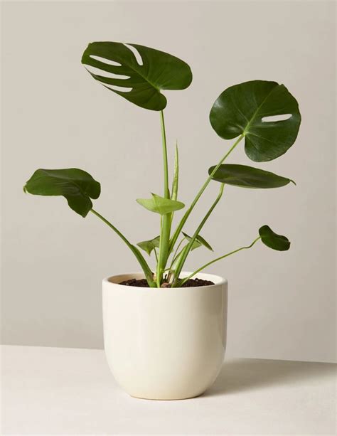 Monstera Deliciosa | Plants, Plant aesthetic, Indoor plants